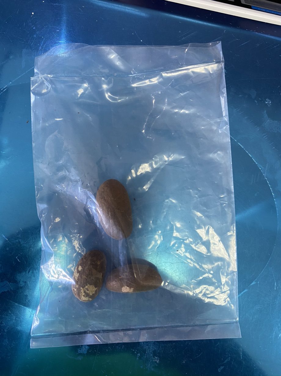 OLATEE BITTER KOLA (OROGBO)