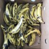 Plantain Uncooked