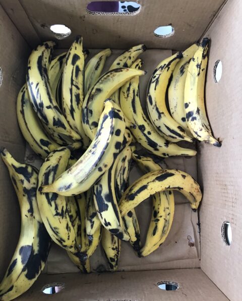 Plantain Uncooked