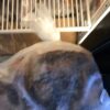 OLATEE GOAT WITH SKIN $6.79/LB