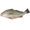 OLATEE CROAKER FISH 4.29/LB