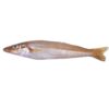 OLATEE Whiting Fish 3.19/LB