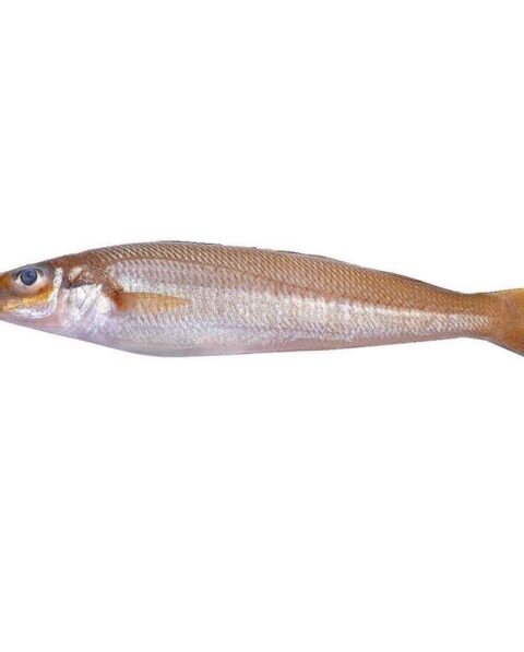 OLATEE Whiting Fish 3.19/LB